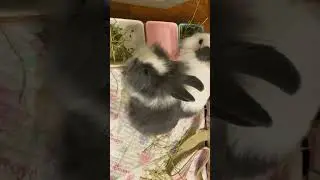 獅子兔🐰Money💰#rabbit #rabbits #bunny #bunnies #兔子 #兔兔bunny #小兔子 @crystallove3117