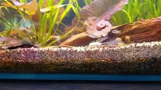 Fishtank Update - #31 - Pygmy Cory Timelapse