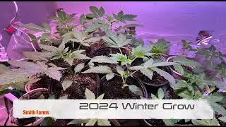 Smith Weed Farms 2024 Winter Grow  #skywalker #weddingcake #sourdiesel