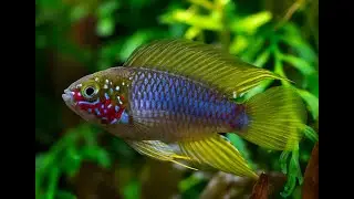 Апистограмма Борелли Опал (Apistogramma borellii)