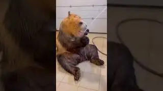 Cute grizzly bear Taking a shower 🐻