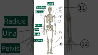 The skeleton of the human body #english #viral #shorts