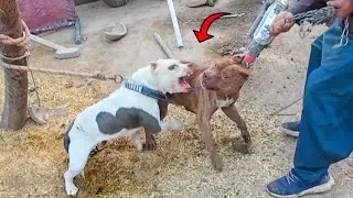 Mating Ke Liye Aayi American Bully Ne Pitbull Par Attack Kar Diya 😱