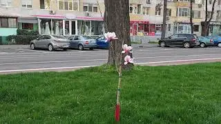 Magnolii pe Bulevardul Independentei 4