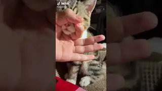 Cat: Mouth Inside The Circle #Shorts (See Description)
