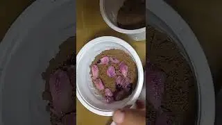 how grow jamun blackberry fruit plant from seed