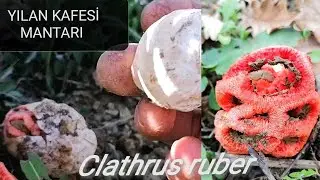Yılan kafesi, Yılan kafesi mantarı, Kafes mantarı, Clathrus ruber, Mantar &ccedil;eşitleri, Mantar t&uuml;rleri.