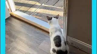 Cash, a courageous cat, has outside adventure.