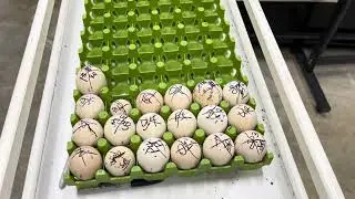 Bob’s Green Peafowl hatchery procedures