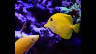 Masstick fish food review and how to's