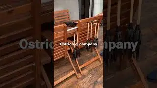 ostrich oj company shows Painting on ostrich feathers