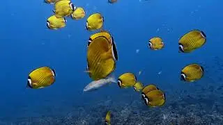 Discovery Divers February 14, 2025 Koh Tao Chumphon Pinnacle & Shark Island
