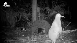 Kiwi Call, male and female - Kiwi have big personalities and loud calls!!!