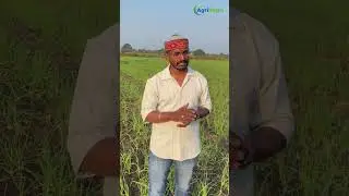 Ihow to protect your garlic and onion crops so you can achieve healthier plants and better yields. 🌱