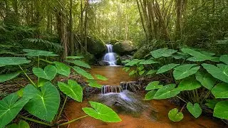 Forest Stream Ambience | Flowing Water & Birds Chirping for Stress Relief