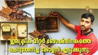 Electric Meeter Boxinakathe cherutheneecha kood purathedukkunnu | മെയിൻ സ്വിച്ചിനകത്തെ ചെറുതേനീച്ച