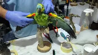 Learn how to make taxidermy birds 