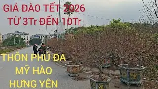 BÁO GIÁ ĐÀO CHƠI TẾT 2P26 GIÁ TỪ 3Tr500k ĐẾN 10Tr tại thôn phú Đa , thị Xã Mỹ Hào ,Hưng Yên 
