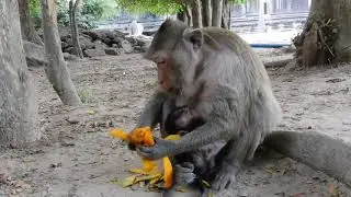 I kept my last 2 mangoes for Cesca and Vistary