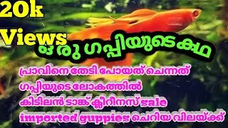 Guppy Farm visit @ Alappuzha || Our Dream Factory