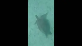 Danau penyu syurga penyu