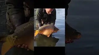 Mirror carp released into lake, carp fishing in the UK #carpfishing #bigfish #fishinglife #carp