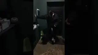 Покажи как ты любишь #shorts #dog #labrador #family #dogs #youtube #doglover #short #russia