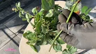 Gül bu şekilde köklenir 💯/gül köklendirme/çelikten gül köklendirme/gül nasıl köklendirilir