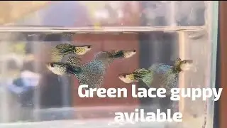 Green lace guppy avilable check bio #guppyfish #exoticaquariumfish #asmr #aquarium 