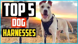 ✅Top 5 Best Small Medium and Large Dog Harnesses Reviews In 2024