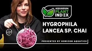 Hygrophila lancea chai 'Narrow leaf' Care & Tips RARE Plant for Planted Aquariums & Aquascaping