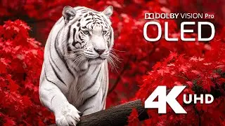 African Wildlife 4K &ndash; Serene Safari Journey &ndash; Deep Relaxation Music
