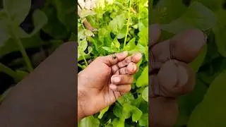 Азиатские жуки, которых вы никогда не видели #любыеуникальныеживотные #жук #насекомые #красивыена...