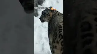 Dangerous road🤯😱 #animals #funny #viral #wildlife#snowleopard