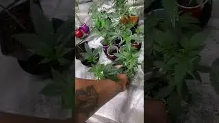 Veg update and quick flower tent view