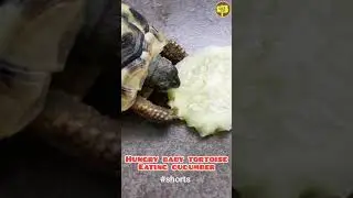#shorts | Hungry Baby Tortoise Eating Cucumber