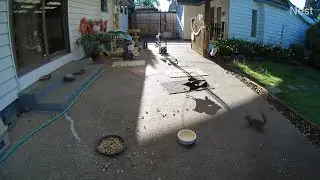 Three different kinds of critters visiting our patio around the same time (OWL 1635)