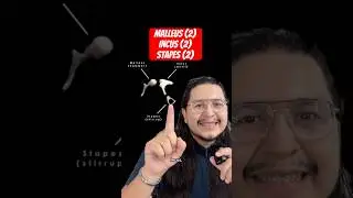 The 3 smallest bones in your body👂🏽Malleus, Incus, Stapes Anatomy