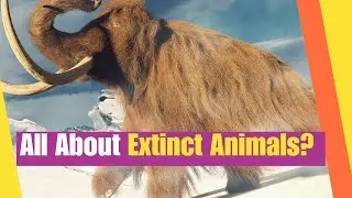 All About Extinct Animals | Learn what it means to become extinct | Science Lesson