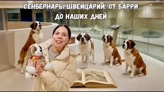 Швейцарские сенбернары: спасатели в Альпах, где и как живут потомки Барри
