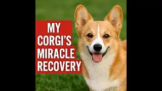 My Corgi&rsquo;s Miracle Recovery #Corgi #DogLovers #PetRecovery