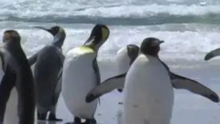 Volunteer Point Penguins - visit to remember !