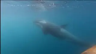 Beautiful killer whales (orcas) in Antarctica