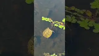 Peaceful Walk Through Old Santee Canal Park | Relaxing Nature Sounds & Scenery | ASMR