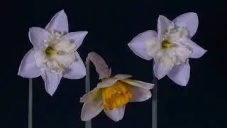 Satisfying timelapse videos compilation