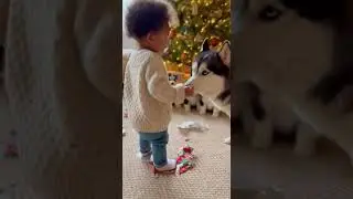 Mama Husky Watches Over 5 Playful Puppies 🐾 | Cuteness Overload Alert #puppies #husky #dogsoftiktok