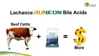 fatten up cattle | growth promoter in cattle | How does bile acid function in beef cattle?