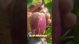 Drowned roots #hydroponics #Tomatoes #growingfood #gardening #mishaps