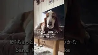 朝なのにもう二度寝したいバセットハウンド　　Even in the morning, this Basset Hound wants a second nap!
