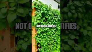 Eco-Friendly DIY Home Projects for Sustainable Living